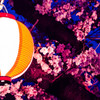 酒津公園の夜桜３
