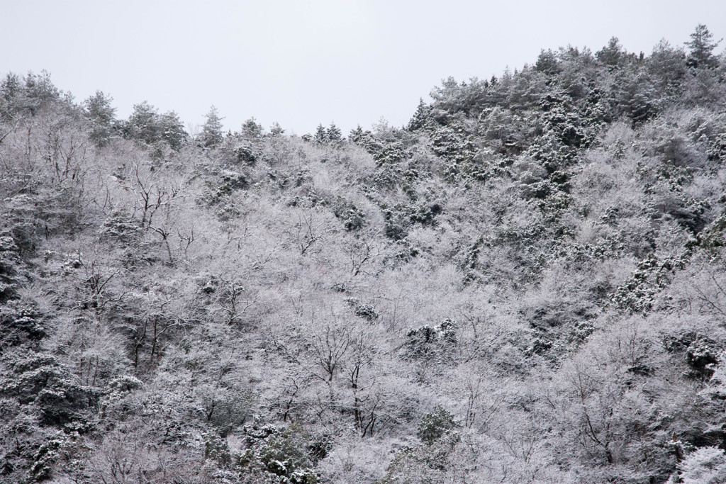 雪化粧2