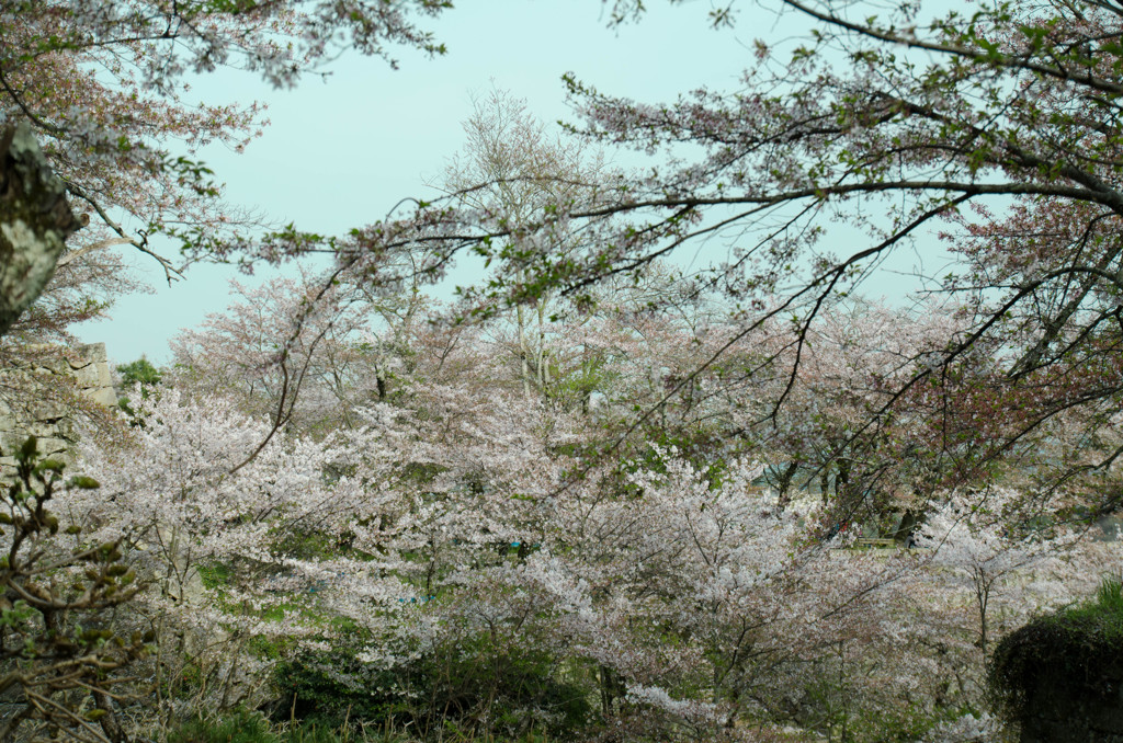 鶴山公園２