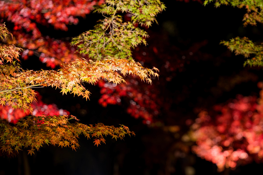 後楽園の紅葉