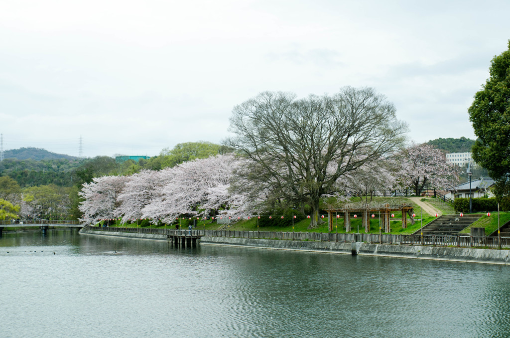 倉敷酒津公園７
