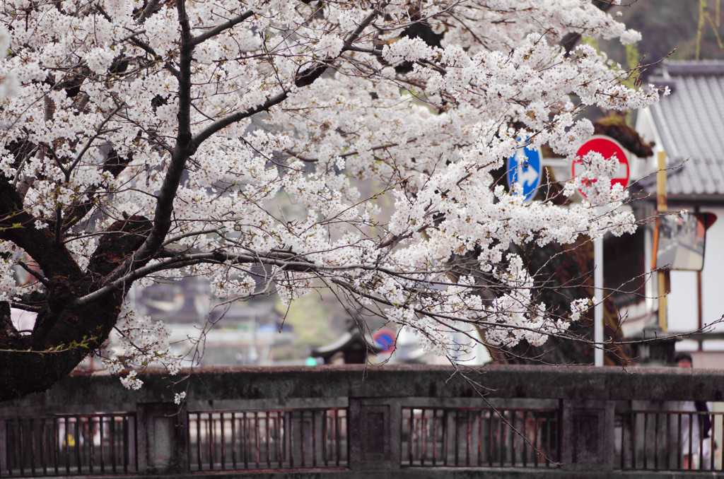 高梁紺屋川の桜３