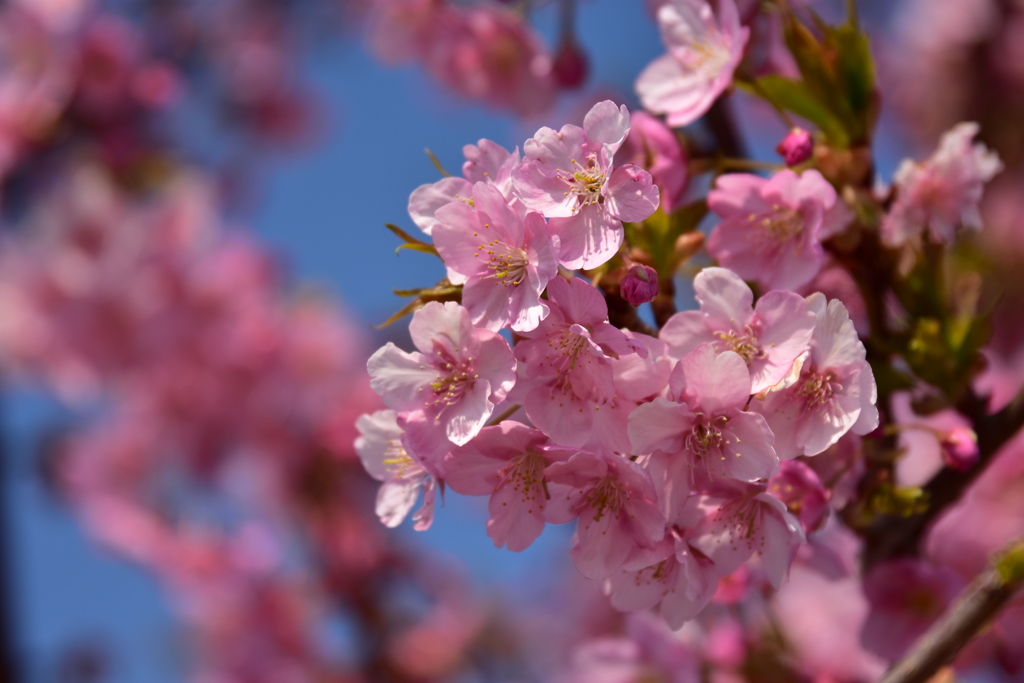 河津桜3