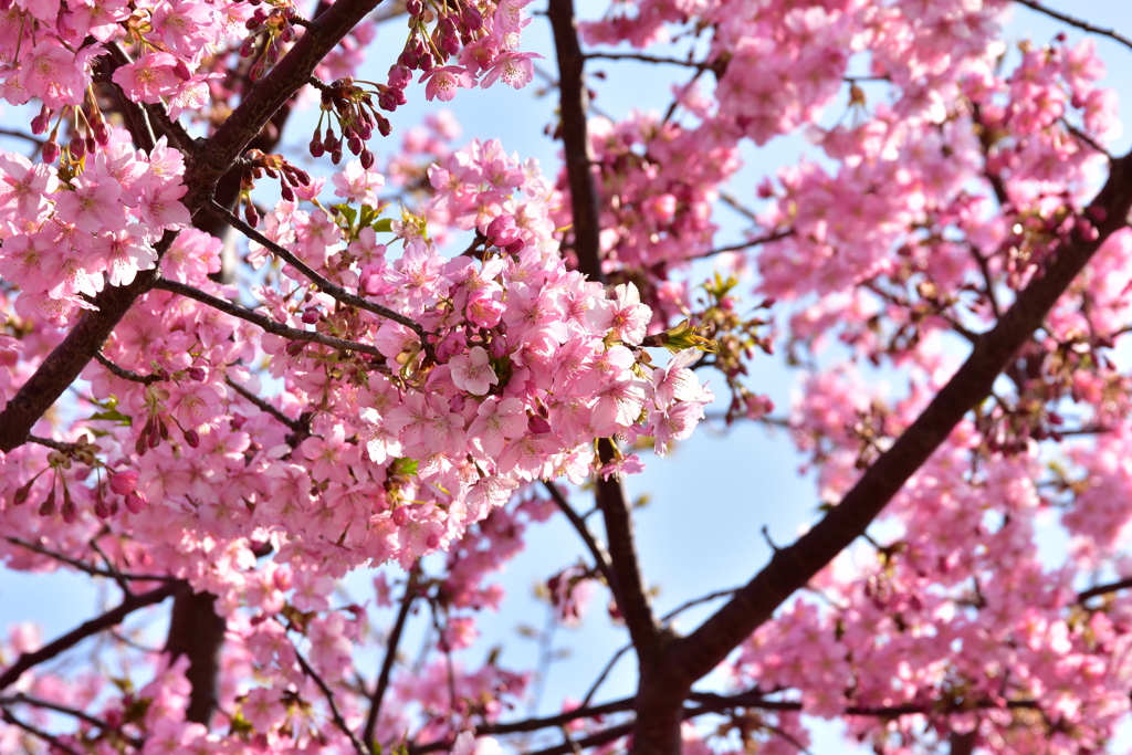 河津桜5