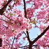 河津桜5