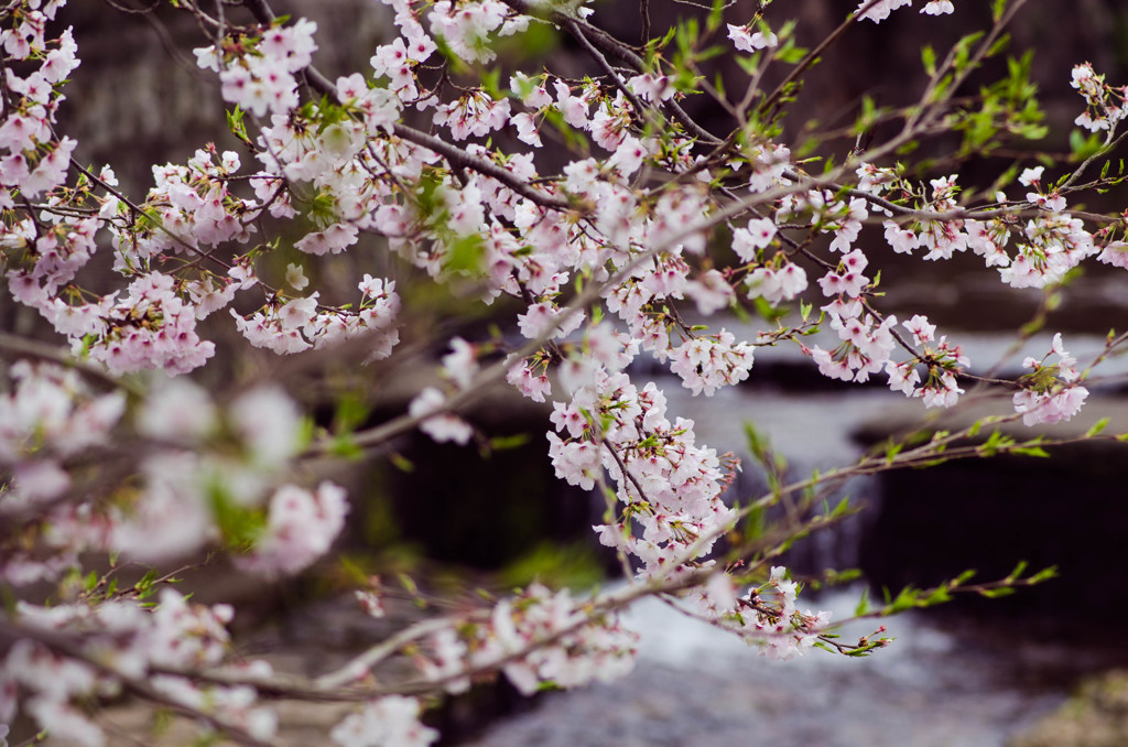 高梁紺屋川の桜７