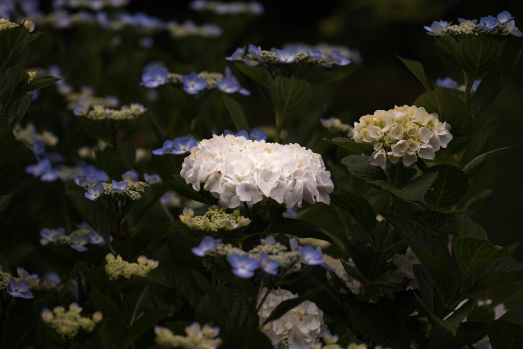 普門寺の紫陽花①