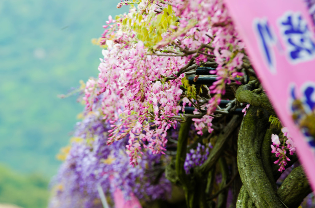 藤の花３