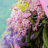 藤の花３