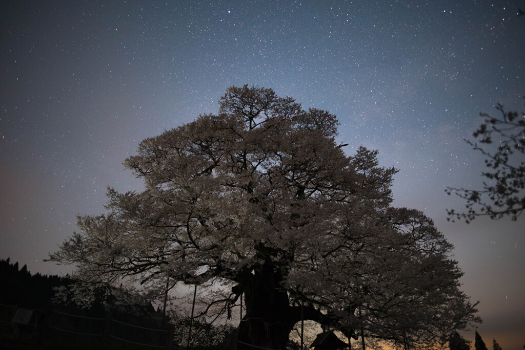 夜の醍醐桜