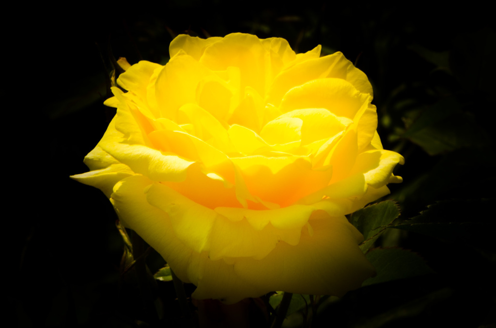 浮薔薇