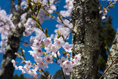 茅部神社の桜③