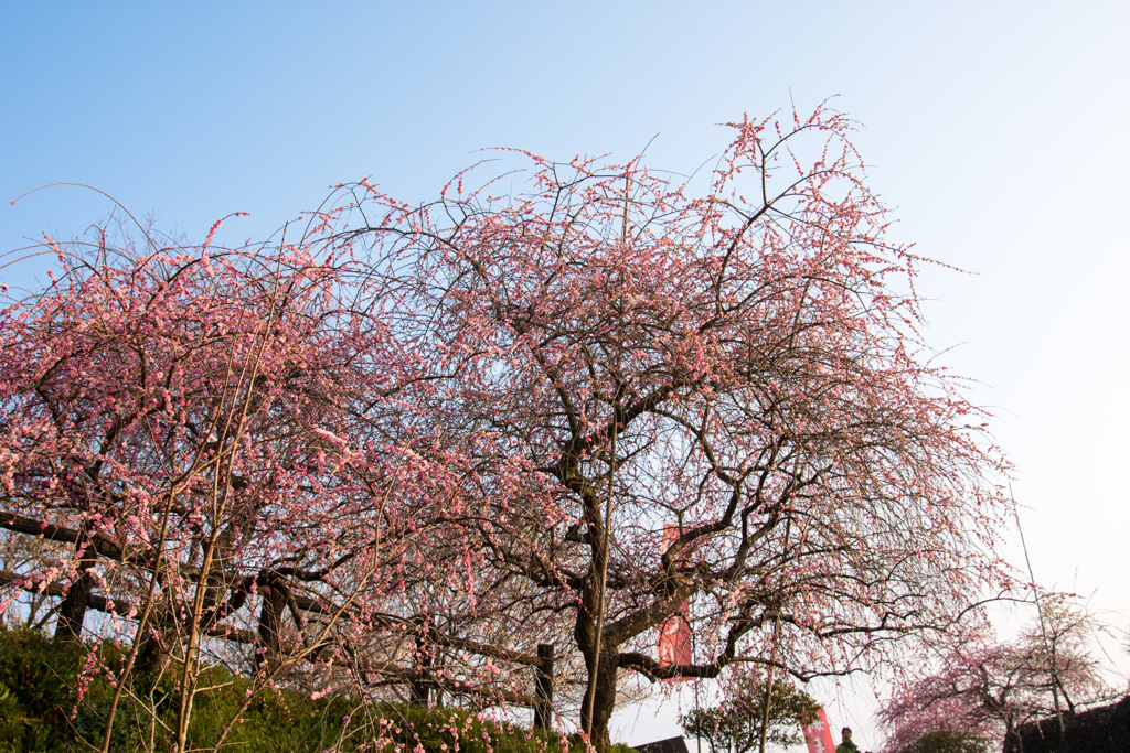 津山梅の里公園１