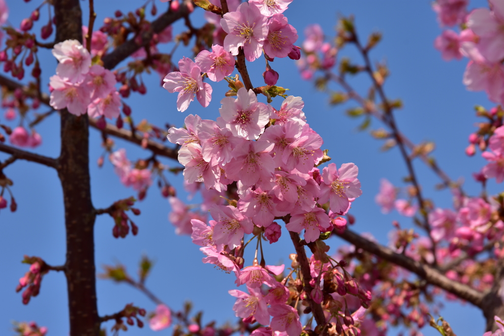 河津桜2