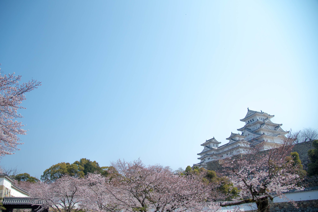 姫路城と桜②