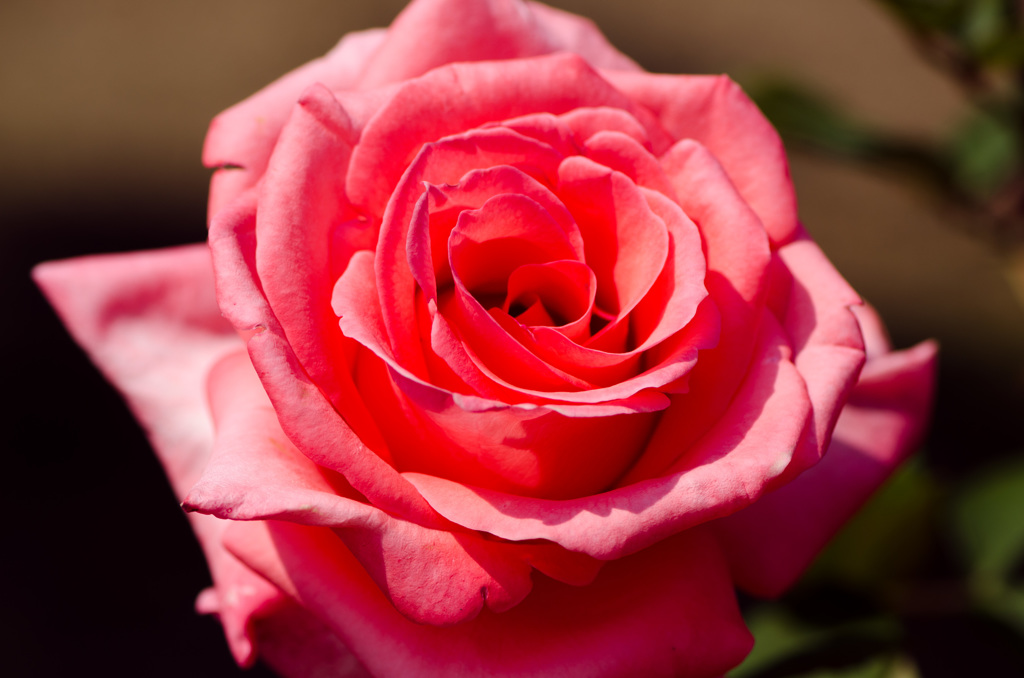 THE薔薇