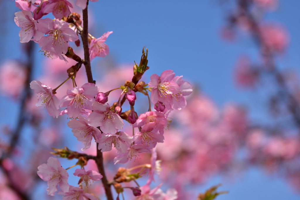 河津桜1