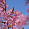 河津桜1