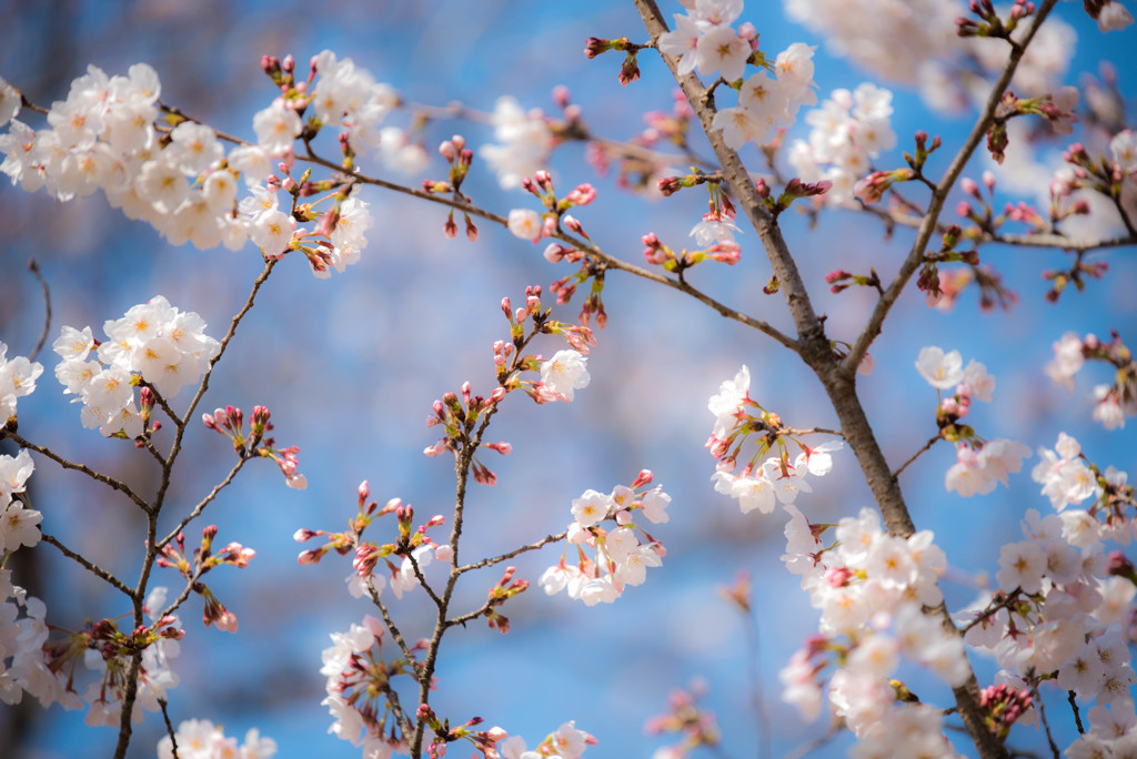 後楽園の桜2
