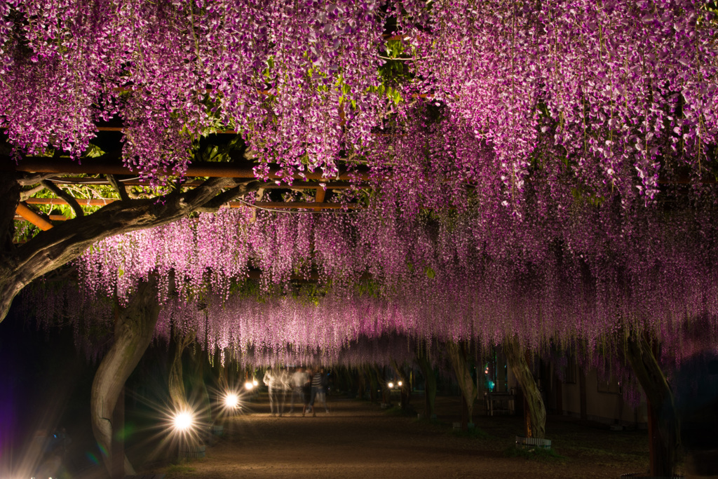 和気の藤公園5