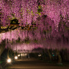 和気の藤公園5