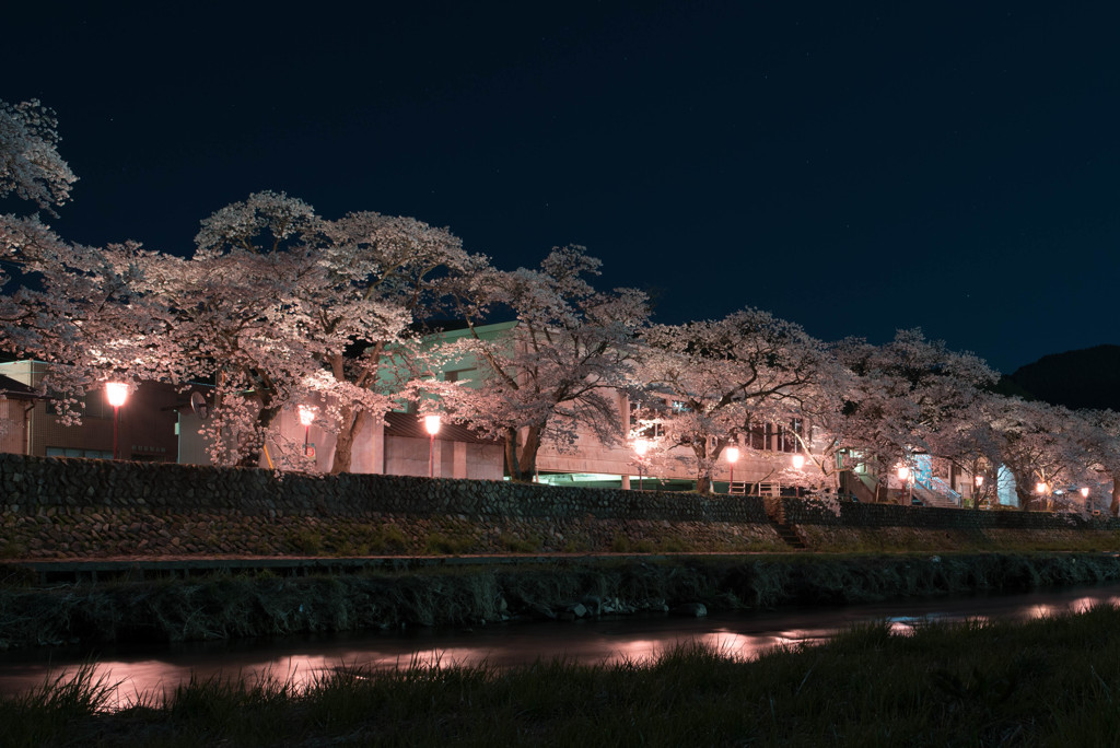 美甘宿場桜