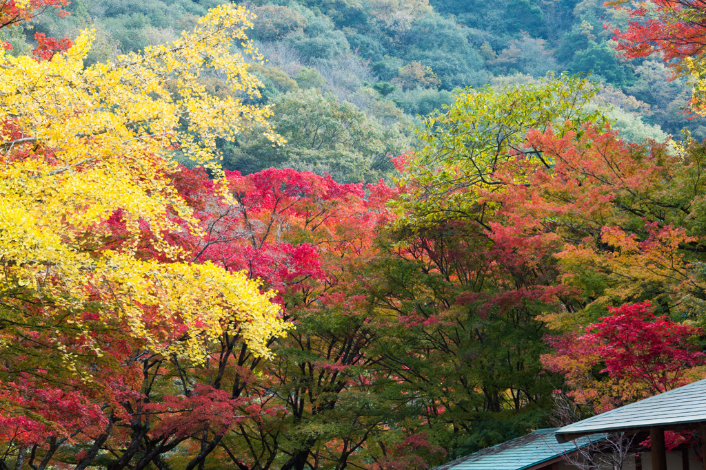 豪渓の紅葉