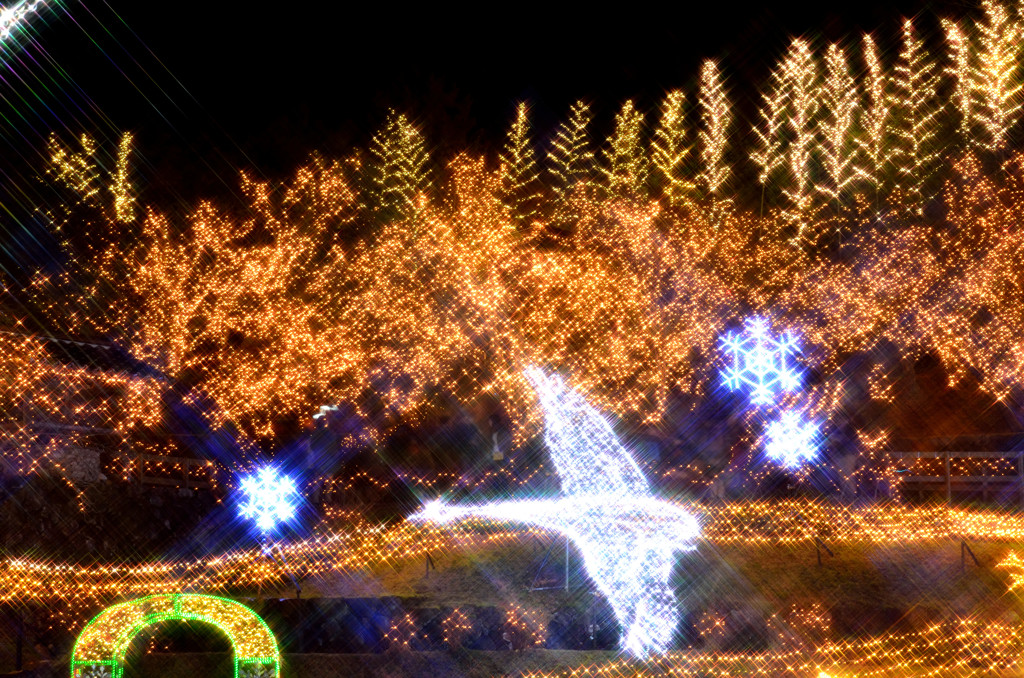 備北丘陵公園イルミ３