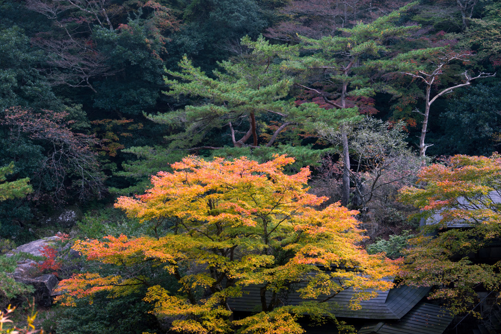 紅葉探し