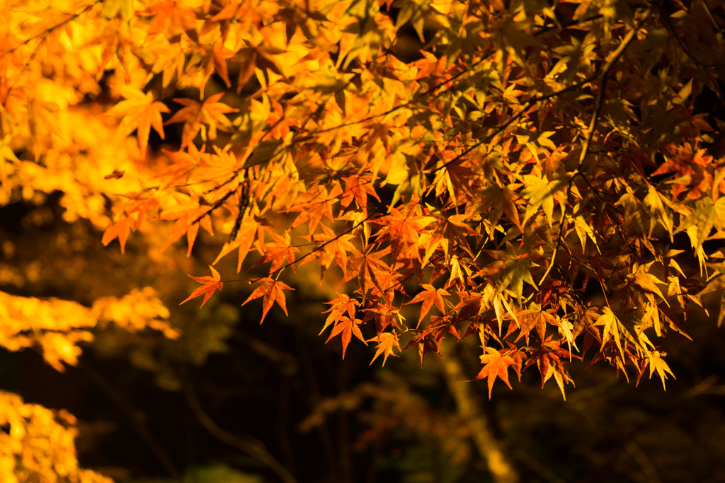 紅葉ライトアップ
