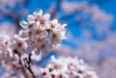 茅部神社の桜