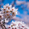 茅部神社の桜