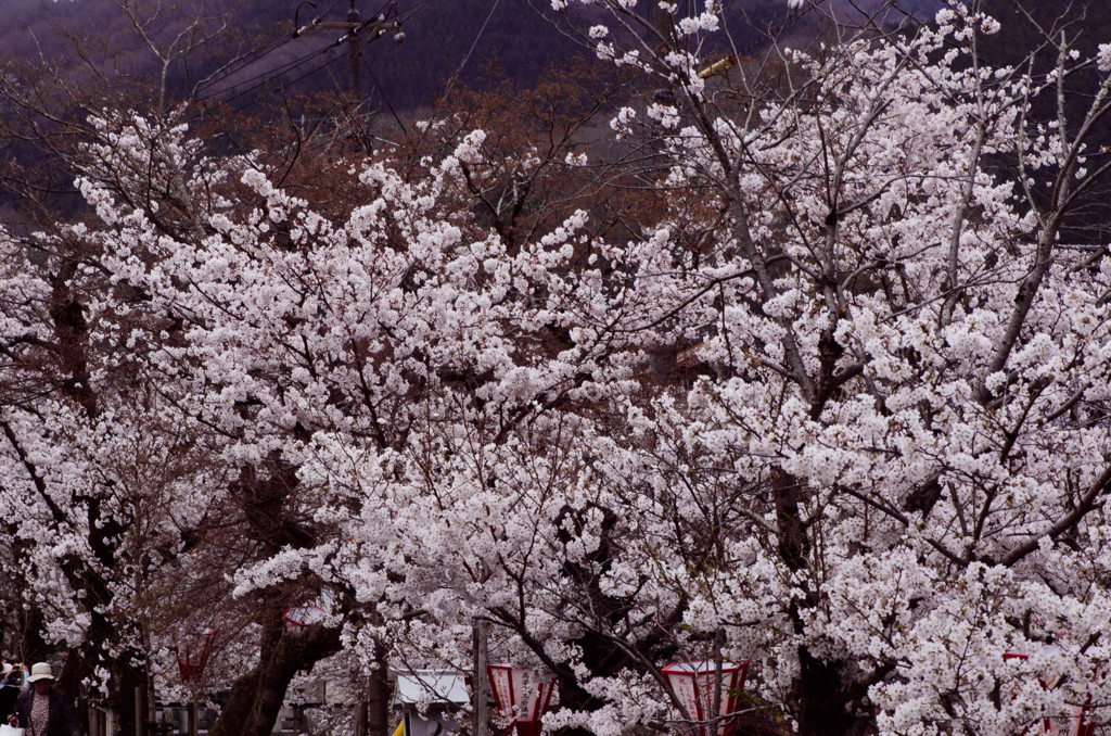 高梁紺屋川の桜９