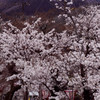 高梁紺屋川の桜９