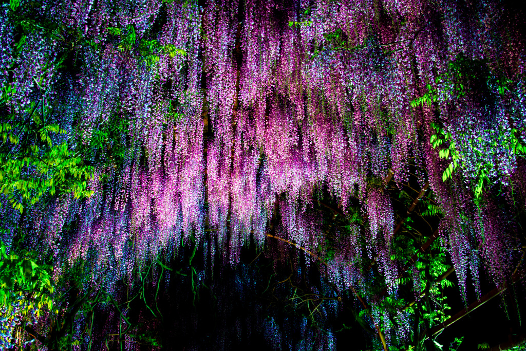 和気の藤公園6