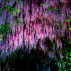 和気の藤公園6