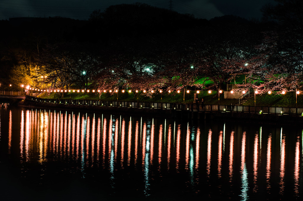 酒津公園の夜桜６