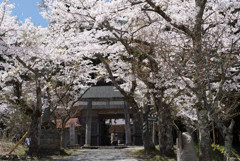 茅部神社の桜②