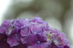 紫陽花④
