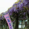 藤の花５