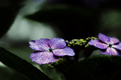 紫陽花⑦