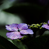 紫陽花⑦