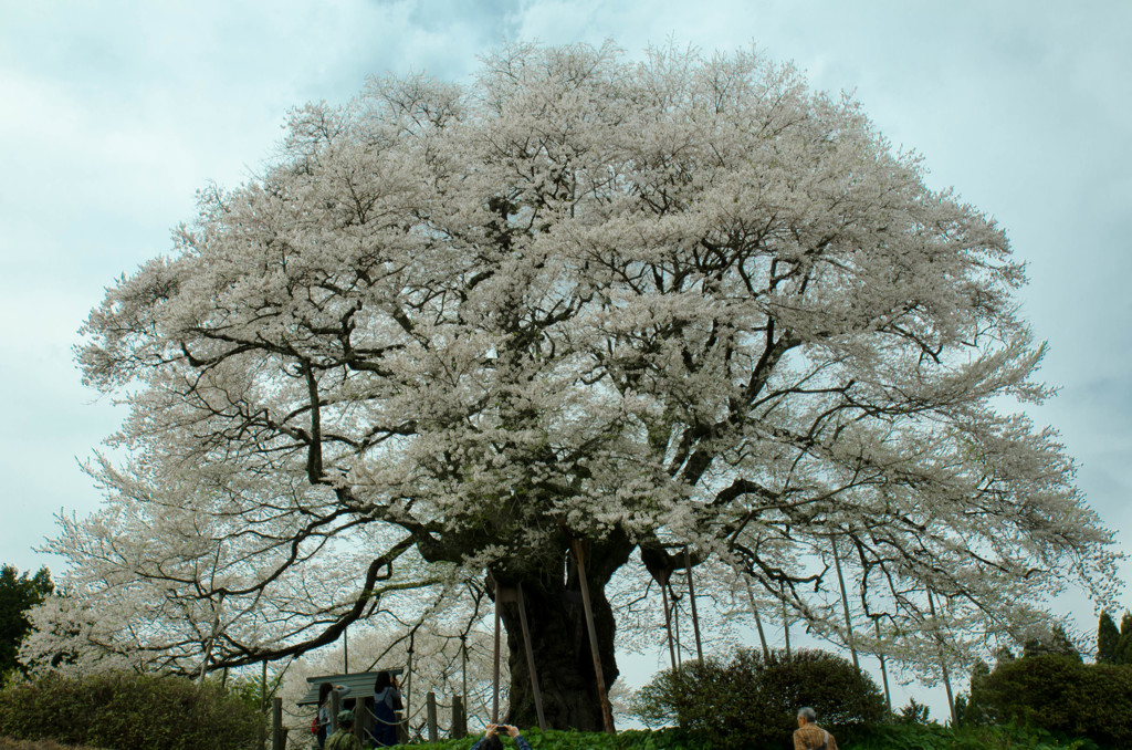 醍醐桜４