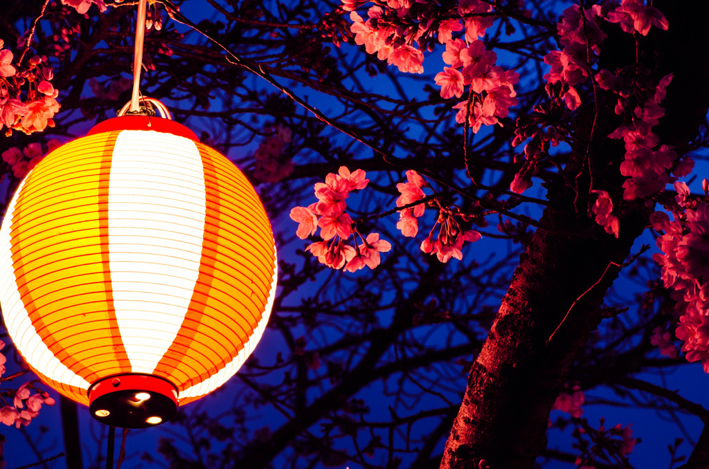 酒津公園の夜桜２