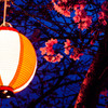 酒津公園の夜桜２