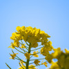 菜の花④