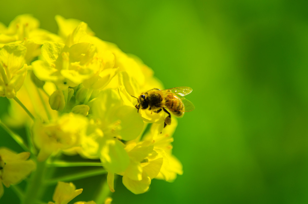 菜の花とミツバチ②