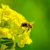 菜の花とミツバチ②