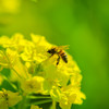 菜の花とミツバチ③