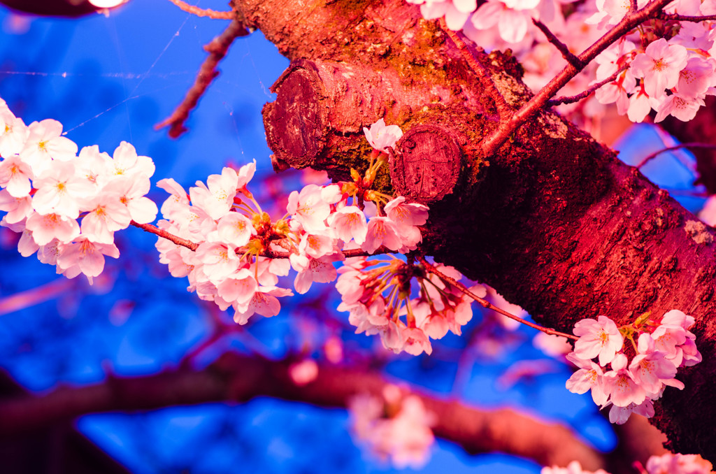 酒津公園の夜桜４